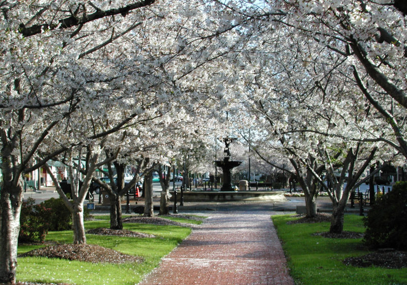 A path lined with Yoshino cherry trees in Macon.